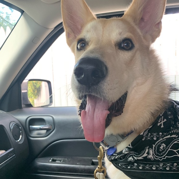 Meet your Posher, Sara - Picture 3 of 6